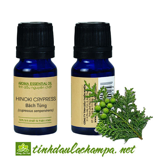 Tinh dầu gỗ Bách Tùng nguyên chất - CypressHinoki Crypress essential oil