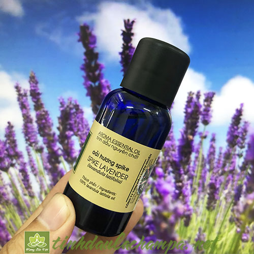 Tinh dầu hoa Oải hương Lachampa nguyên chất - spike lavender
