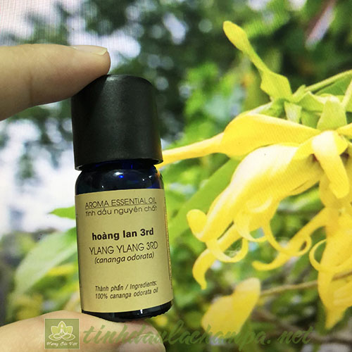 Tinh dầu Ngọc lan tây Ylang, top 6 loại tinh dầu giảm lo âu, căng thẳng và stress
